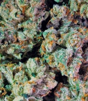 pure_kush.jpg