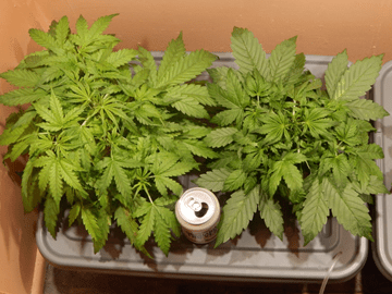 Gorilla Glue Auto от FastBuds