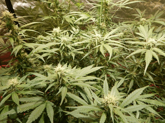 Gorilla Glue Auto от FastBuds