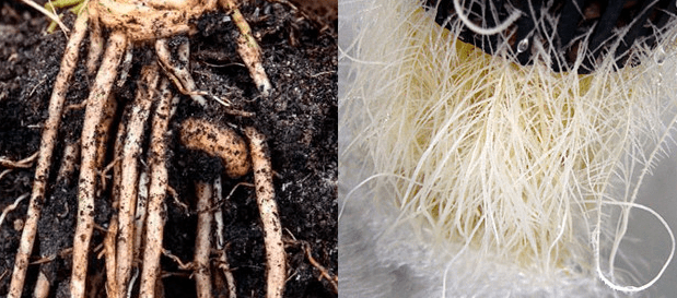 Корни конопли