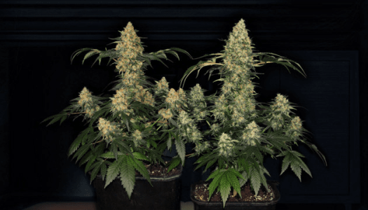 Кола шишек конопли