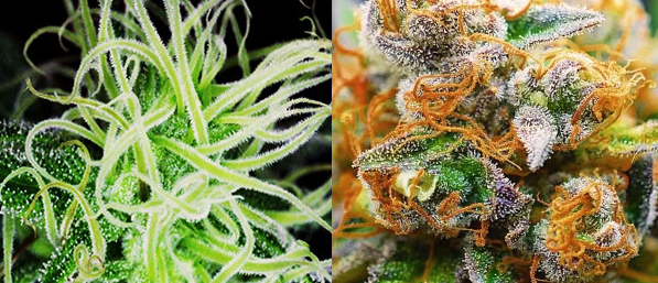 Пестики шишек конопли