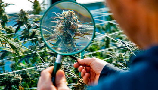 Соцветия конопли (шишки)