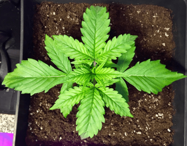 1597927385676.png 1597927385676.png