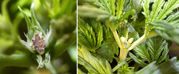 1597927397672.png 1597927397672.png