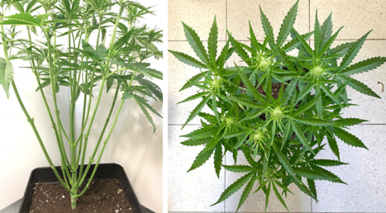 1597927443320.png 1597927443320.png