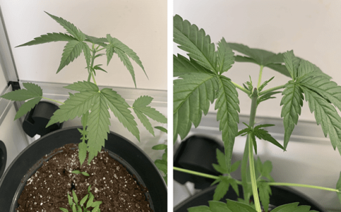 1598643586441.png 1598643586441.png