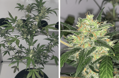 1598643629170.png 1598643629170.png