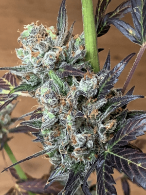 1598643647259.png 1598643647259.png