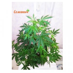 IMG_29032022_011338_(500_x_500_пиксель).jpg IMG_29032022_011338_(500_x_500_пиксель).jpg