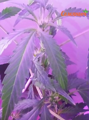 Тощий 6.jpg Тощий 6.jpg