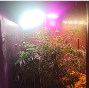 IMG_20220331_104954.jpg IMG_20220331_104954.jpg