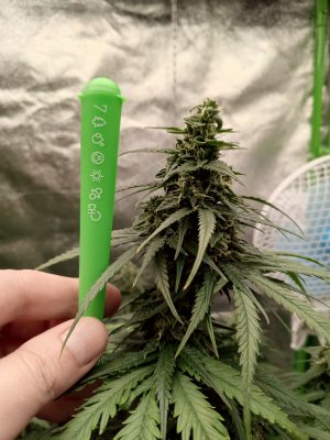 IMG_20241202_054456_621.jpg IMG_20241202_054456_621.jpg