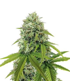 1733331498959.png 1733331498959.png