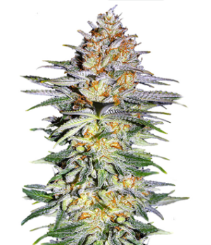 1733331503691.png 1733331503691.png