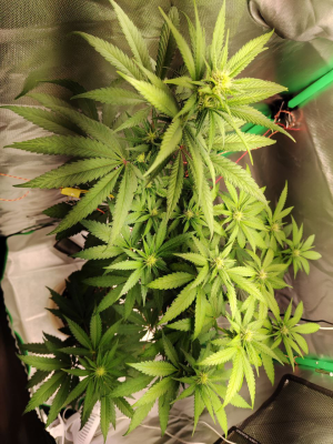 1734616819033.png 1734616819033.png