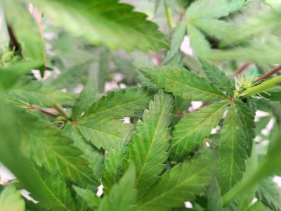 1734709963936.png 1734709963936.png