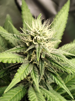 1735242130652.png 1735242130652.png