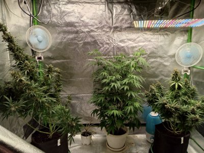 IMG_20250102_150833_426.jpg IMG_20250102_150833_426.jpg