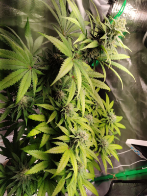 1735818881378.png 1735818881378.png