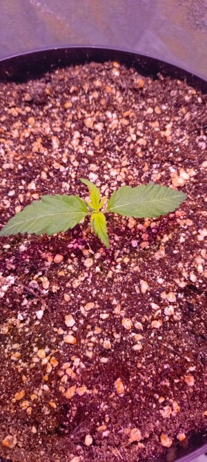 Изображение WhatsApp 2025-01-14 в 19.03.53_0a9c3ad3.jpg