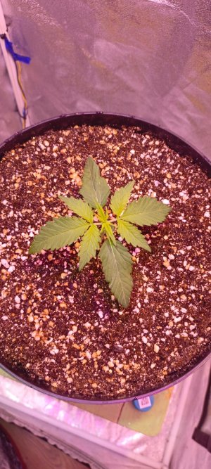 Изображение WhatsApp 2025-01-14 в 19.03.54_1bb83c62.jpg