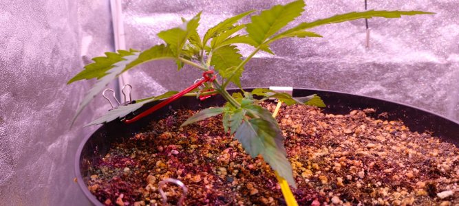 Изображение WhatsApp 2025-01-14 в 19.24.28_ef027a46.jpg