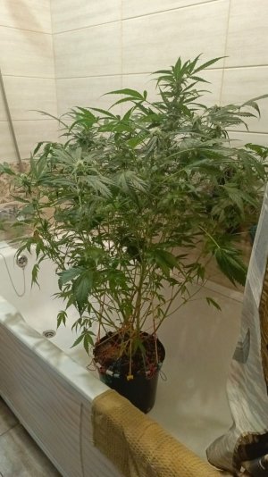 Изображение WhatsApp 2025-02-03 в 14.09.33_6052f3d3.jpg