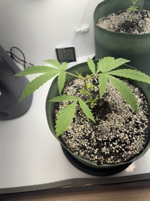 2025-02-11 11-56-24.jpeg