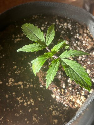 photo_2025-03-21_15-39-10 (2).jpg