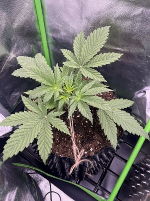 IMG_6202.jpeg IMG_6202.jpeg