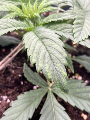 IMG_6207.jpeg IMG_6207.jpeg