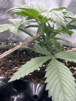 IMG_6208.jpeg IMG_6208.jpeg