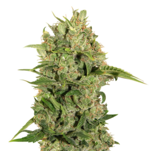 1745587307971.png 1745587307971.png