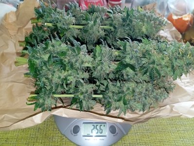 93 дн харв (3).jpg