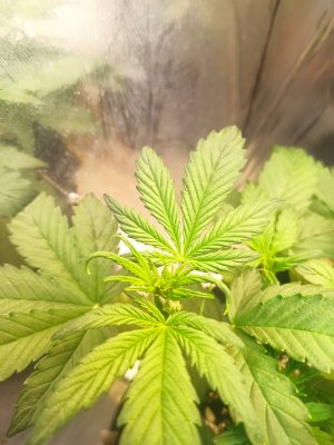 IMG_20250429_063859.jpg IMG_20250429_063859.jpg