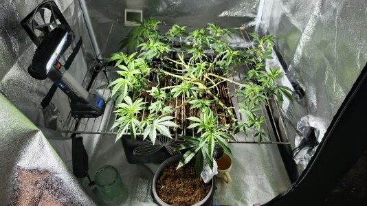 IMG_20250429_210143_915.jpg IMG_20250429_210143_915.jpg