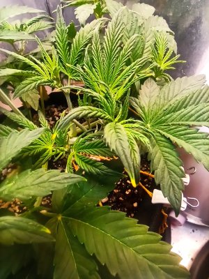 IMG_20250429_211509.jpg IMG_20250429_211509.jpg