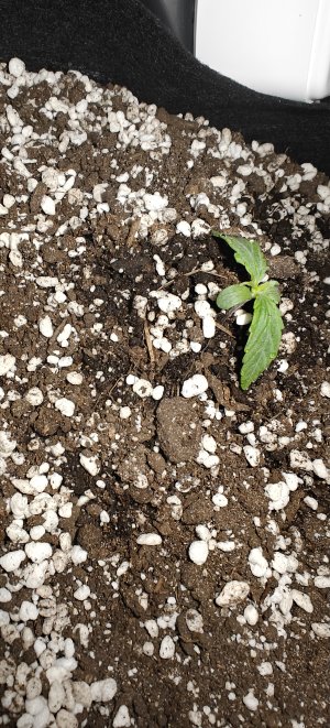 IMG20250430194609.jpg IMG20250430194609.jpg