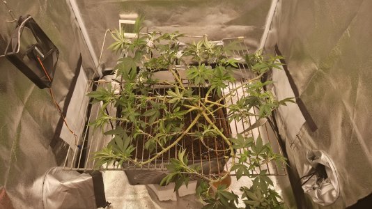 IMG_20250505_202939_827.jpg IMG_20250505_202939_827.jpg