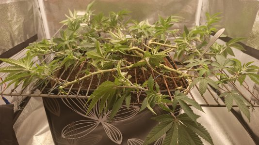 IMG_20250505_202933_512.jpg IMG_20250505_202933_512.jpg