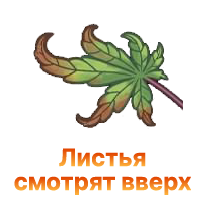 Listya konopli smotryat vverh.png