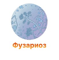 Fuzarioz – gribkovoe zabolevanie-100.jpg