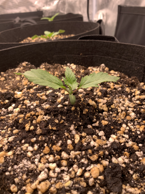 32 градуса(.png