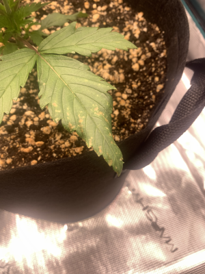 плохо растихи.png