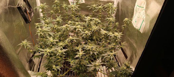 IMG_20250604_190132_664.jpg IMG_20250604_190132_664.jpg