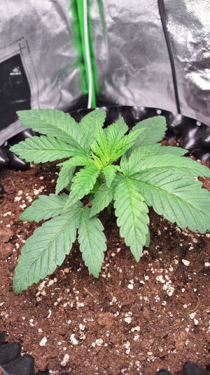 1749476840452.png 1749476840452.png