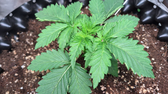 1749476934213.png 1749476934213.png