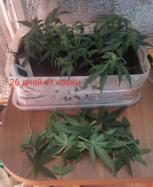 P50726-074811 (1)(1)(1).jpg