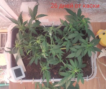 P50726-074803 (1)(1)(1).jpg